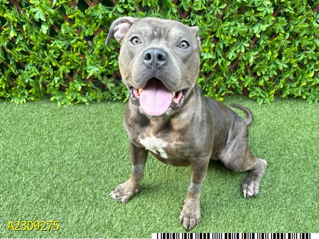adoptable Dog in Royal Palm Beach, FL named PUFFIN PUP