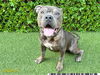 adoptable Dog in  named PUFFIN PUP