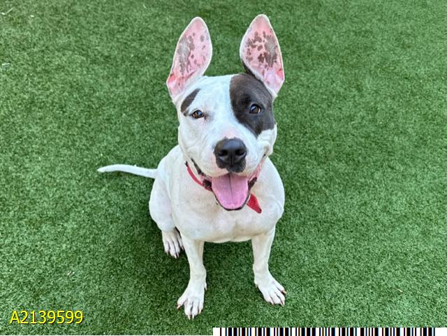 adoptable Dog in Royal Palm Beach, FL named CHANNEL