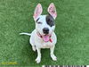 adoptable Dog in  named CHANNEL