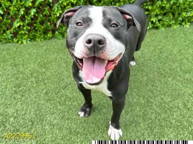 adoptable Dog in Royal Palm Beach, FL named TACOMA