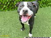 adoptable Dog in  named TACOMA