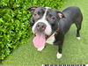 adoptable Dog in  named TUNDRA