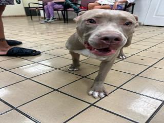 adoptable Dog in Royal Palm Beach, FL named ROSCO