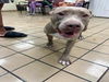 adoptable Dog in  named ROSCO