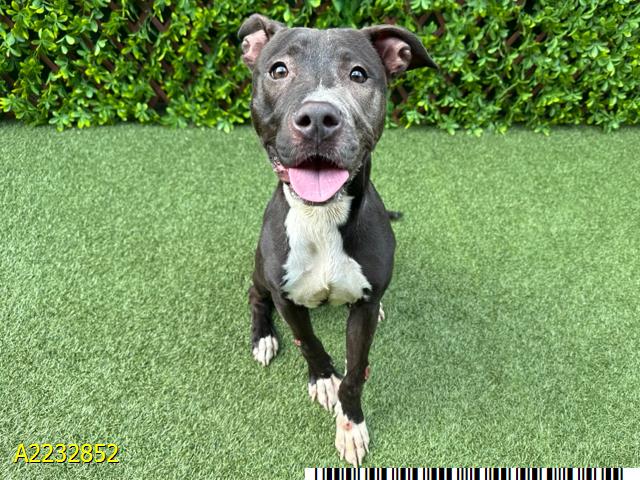 adoptable Dog in Royal Palm Beach, FL named CHARLOTTE