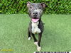 adoptable Dog in  named CHARLOTTE