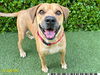 adoptable Dog in  named DONNIE