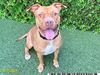 adoptable Dog in  named HAVEN
