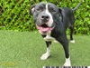 adoptable Dog in  named LINGUINI