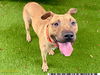 adoptable Dog in  named CURTIS