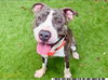 adoptable Dog in  named NORMAN