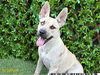 adoptable Dog in  named GINNY