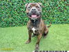 adoptable Dog in  named MIDAS