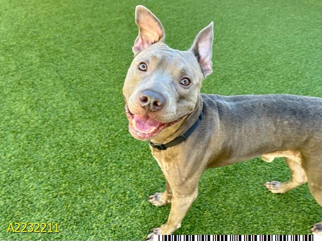 adoptable Dog in Royal Palm Beach, FL named ROONEY
