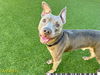 adoptable Dog in  named ROONEY