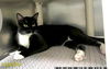 adoptable Cat in royal palm beach, FL named ARCHIE