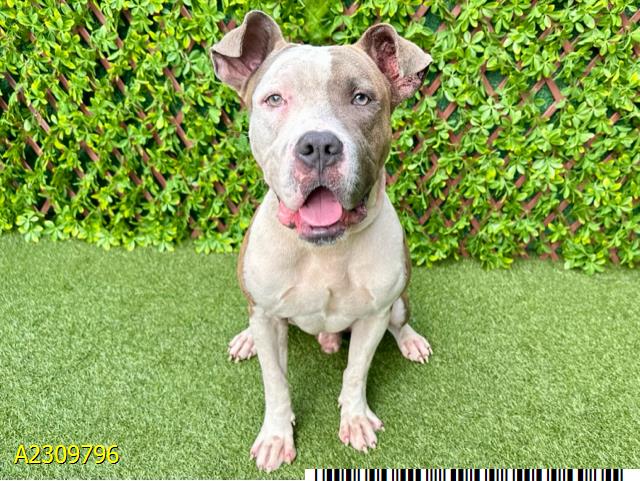 adoptable Dog in Royal Palm Beach, FL named DOVER