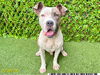 adoptable Dog in  named DOVER