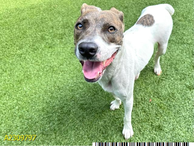 adoptable Dog in Royal Palm Beach, FL named LILY