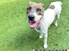 adoptable Dog in  named LILY