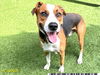 adoptable Dog in  named DUKE