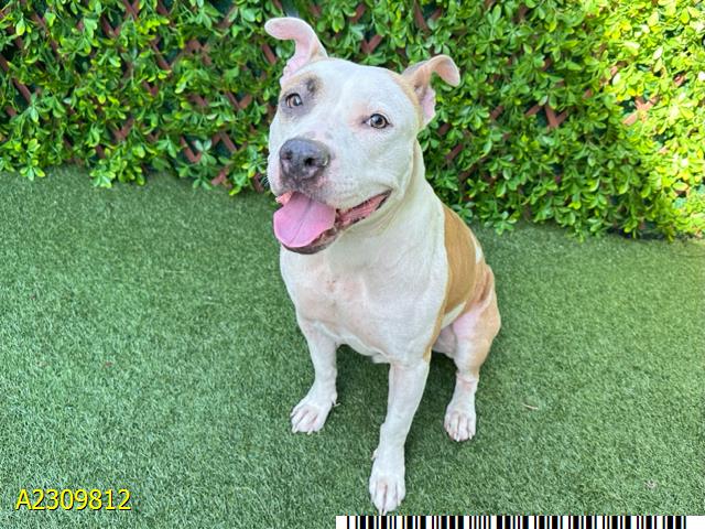 adoptable Dog in Royal Palm Beach, FL named DEBERT