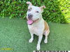 adoptable Dog in  named DEBERT