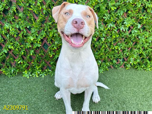 adoptable Dog in Royal Palm Beach, FL named ACE