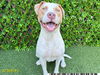 adoptable Dog in royal palm beach, FL named ACE