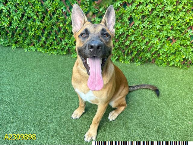 adoptable Dog in Royal Palm Beach, FL named GENE