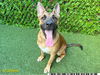 adoptable Dog in  named GENE