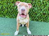 adoptable Dog in  named SHELDON