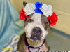adoptable Dog in royal palm beach, FL named ARIA