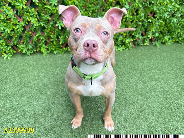 adoptable Dog in Royal Palm Beach, FL named BARBIE