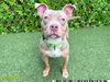 adoptable Dog in royal palm beach, FL named BARBIE