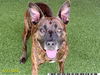 adoptable Dog in  named WAFFLES