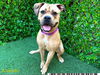 adoptable Dog in  named BETSY