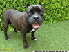 adoptable Dog in  named FIONA