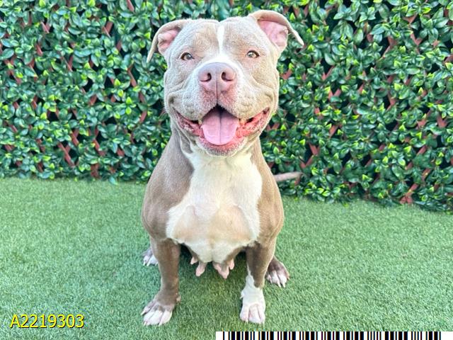 adoptable Dog in Royal Palm Beach, FL named ABIGAIL