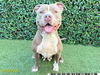 adoptable Dog in royal palm beach, FL named ABIGAIL