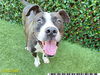 adoptable Dog in  named COSMO