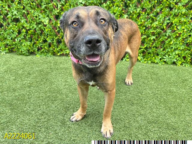 adoptable Dog in Royal Palm Beach, FL named RUPERT
