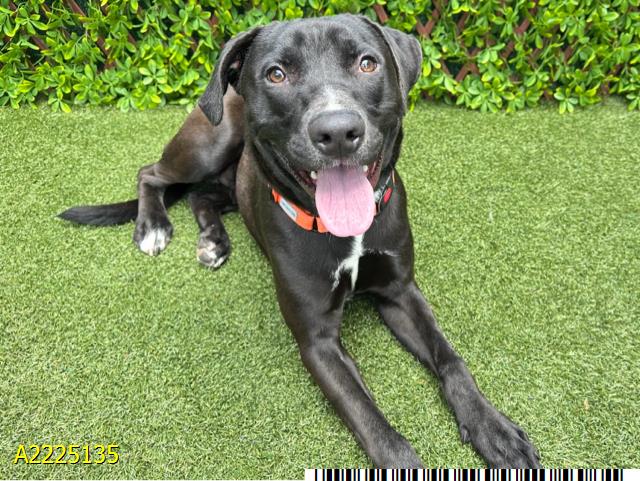 adoptable Dog in Royal Palm Beach, FL named LEONARDO