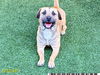 adoptable Dog in  named ROCKY