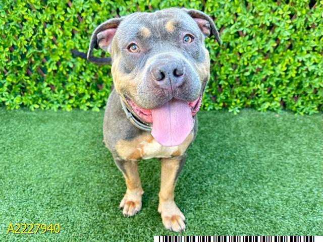adoptable Dog in Royal Palm Beach, FL named MEADOW