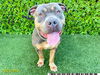 adoptable Dog in  named MEADOW
