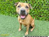 adoptable Dog in  named CHANCE
