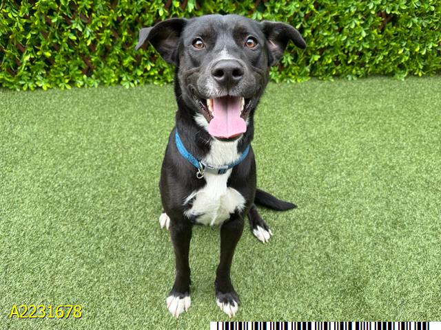 adoptable Dog in Royal Palm Beach, FL named TOBEY