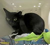 adoptable Cat in Royal Palm Beach, FL named STRIPES